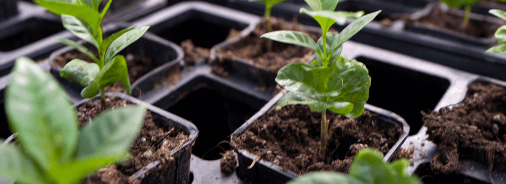 Supporting Sustainable Coffee Farming Practices for a Healthier Planet