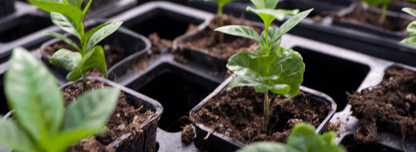 Supporting Sustainable Coffee Farming Practices for a Healthier Planet