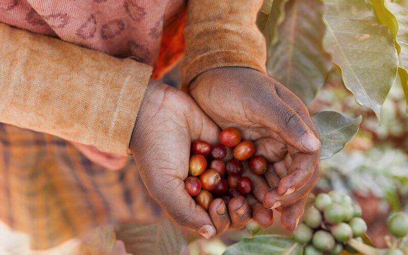 IWCA signs producer- focused MOU with Mutombo Coffee Distributor - Mutombo Coffee