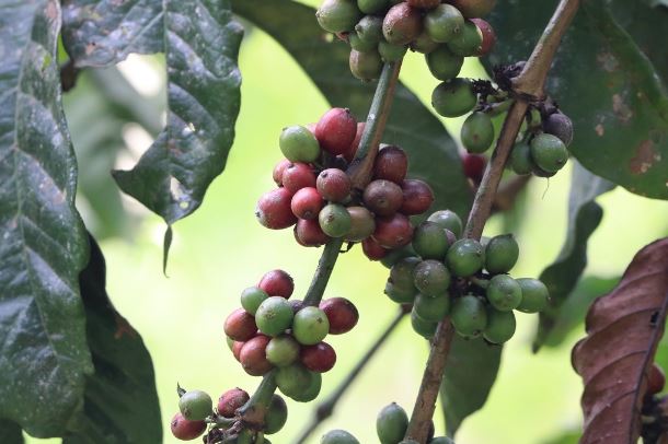 Mutombo Coffee source Uganda Withdraws from the International Coffee Agreement - Mutombo Coffee