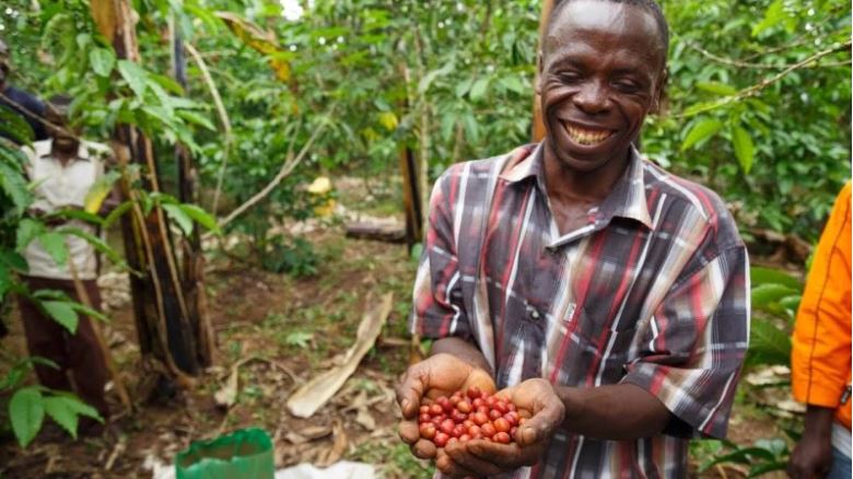 Uganda, a source country for Mutombo Coffee, is developing drought tolerant coffee varieties to save valuable cash crop - Mutombo Coffee